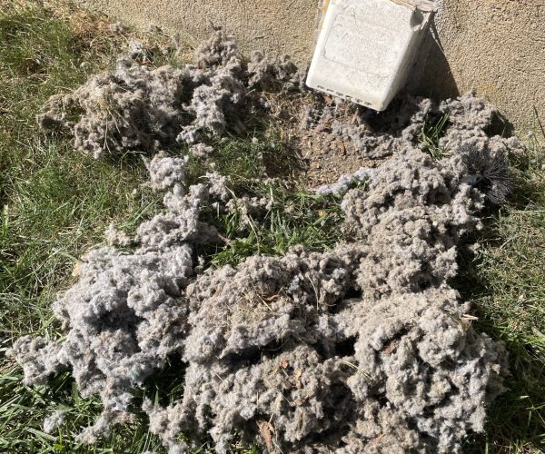 IMG_1298 Signs of a clogged dryer vent