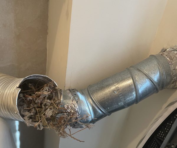 IMG_1799 bird nest dryer vent cleaning
