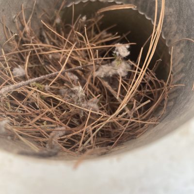 bird nest dryer vent – prime clean air bird nest dryer vent - prime clean air